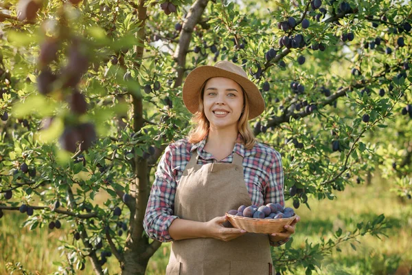 Coltivatrice Sorridente Che Raccoglie Prugne Mature Fresche Nel Giardino Dei — Foto Stock