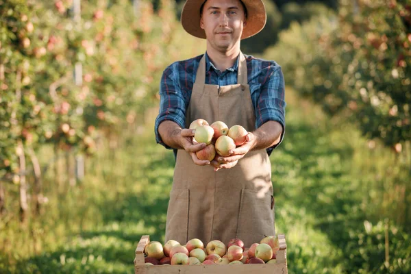 Крупним Планом Чоловічі Фермери Тримають Руки Збираючи Свіжі Стиглі Яблука — стокове фото