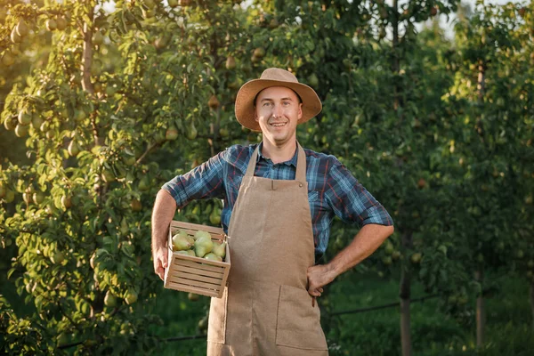 Gelukkige Glimlachende Mannelijke Landbouwer Oogst Plukken Verse Rijpe Peren Boomgaard — Stockfoto