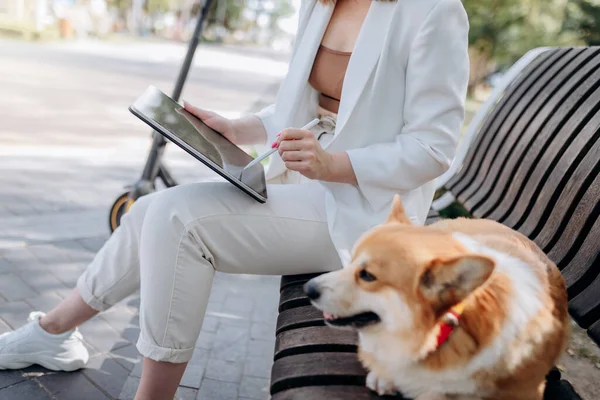 Pretty Businesswoman White Suit Sitting City Parkland Welsh Corgi Pembroke —  Fotos de Stock