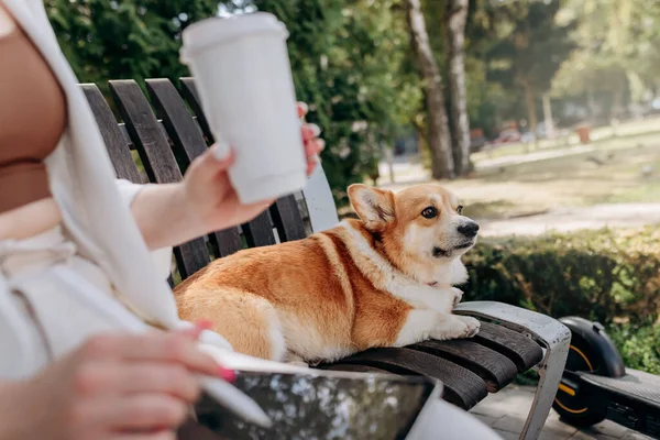 Close up of businesswoman in white suit sitting in city parkland, drink coffee and working on digital tablet with her dog Welsh Corgi Pembroke