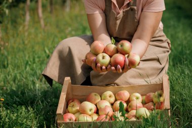 Sonbahar hasadı sırasında meyve bahçesinde taze elma toplayan çiftçi kadın elleri yakın plan. Hasat zamanı.