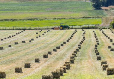 Victoria BC, Kanada: 8 Temmuz 2021: Bir tarım işçisi traktör kullanarak tarladan saman topluyor.