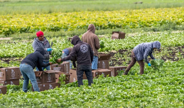 Victoria İ.Ö. Kanada-08 / 03 / 2020: Göçmen tarım işçileri tarım arazilerinde yabani otları çapalıyor ve ekinleri hasat ediyorlar.