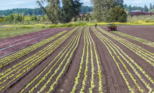 Victoria Kanada - 06 / 28 / 2020 Mevsimlik tarım işçileri bir traktörün yardımıyla mahsul üretiyorlar.