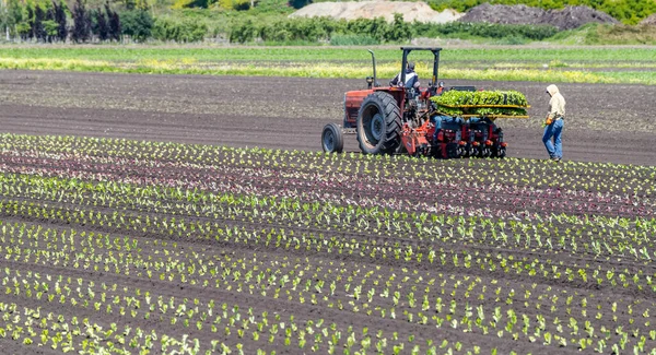 Victoria Kanada - 06 / 28 / 2020 Mevsimlik tarım işçileri bir traktörün yardımıyla mahsul üretiyorlar.