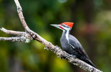 Pileated woodpecker ( Hylatomus pileatus ) looking for food on Vancouver island , Canada. clipart