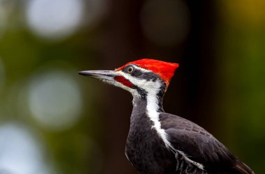Vancouver Adası, Kanada 'da yiyecek arayan dağılmış ağaçkakan (Hylatomus pileatus).