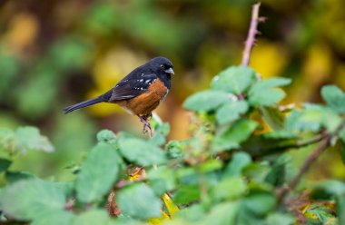 A male spotted towhee 