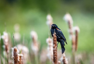 Kırmızı kanatlı bir erkek karatavuk 