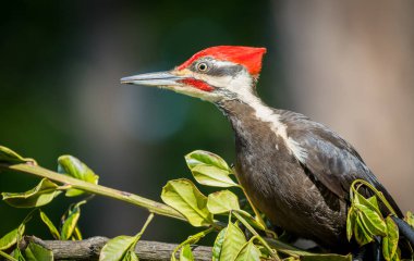 Vancouver Adası, Kanada 'da yiyecek arayan dağılmış ağaçkakan (Hylatomus pileatus).