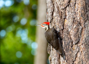 Vancouver Adası, Kanada 'da yiyecek arayan dağılmış ağaçkakan (Hylatomus pileatus).