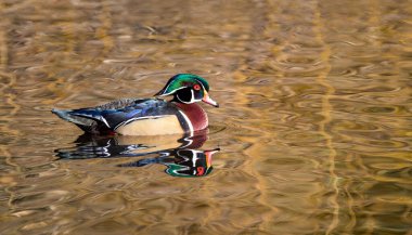 Renkli bir erkek odun ördek 