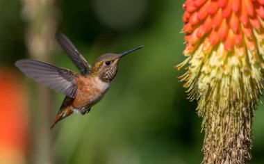 Anna 'nın sinekkuşu 