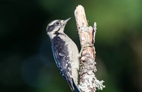 Pic Duveteux Picoides Pubescens Cherche Nourriture Parmi Les Branches — Photo