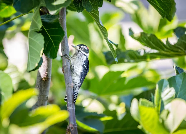 Pájaro Carpintero Bajito Picoides Pubescens Busca Comida Entre Las Ramas —  Fotos de Stock