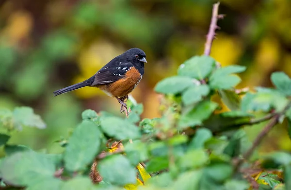 Bir erkek benekli bukle 