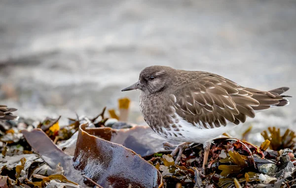 Siyah Turnstone 