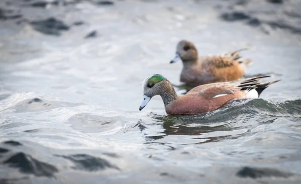 Ένα Αρσενικό Και Θηλυκό Αμερικανικό Widgeon Mareca Americana Κολυμπούν Στις — Φωτογραφία Αρχείου