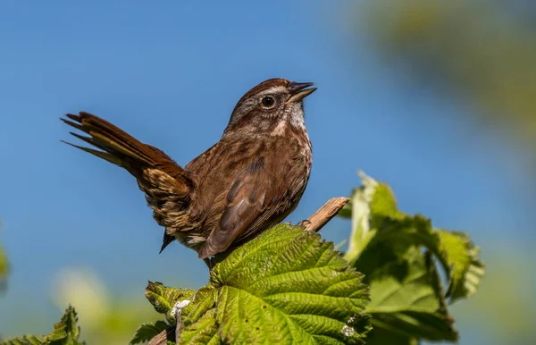 Melospiza melodisine eşlik eden bir serçe.