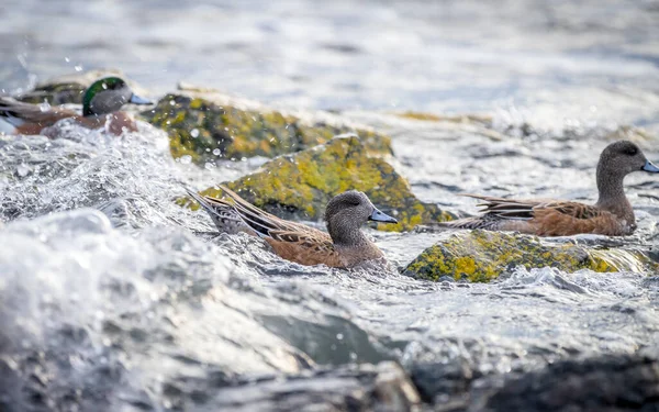 Bir erkek Amerikan genişliği 