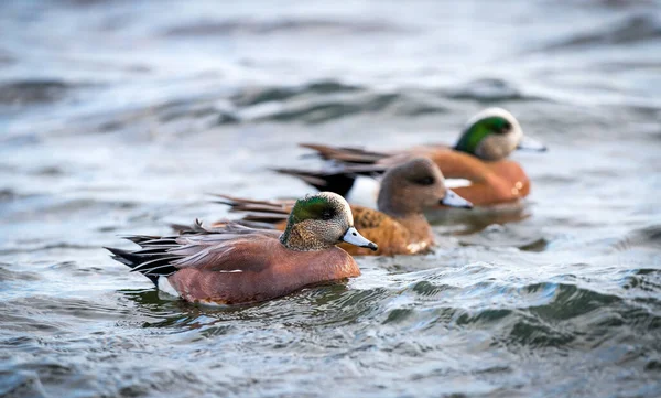 Widgeon Americano Masculino Femenino Mareca Americana Nada Costa Canadiense — Foto de Stock