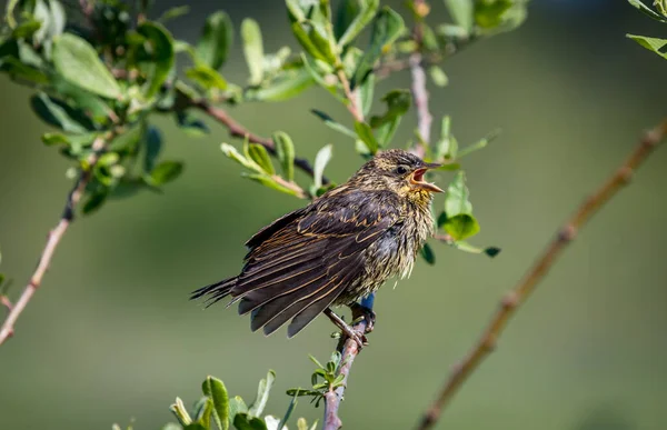 Genç kırmızı kanatlı bir karatavuk 