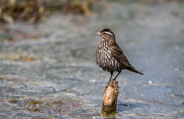 Dişi kırmızı kanatlı karatavuk 