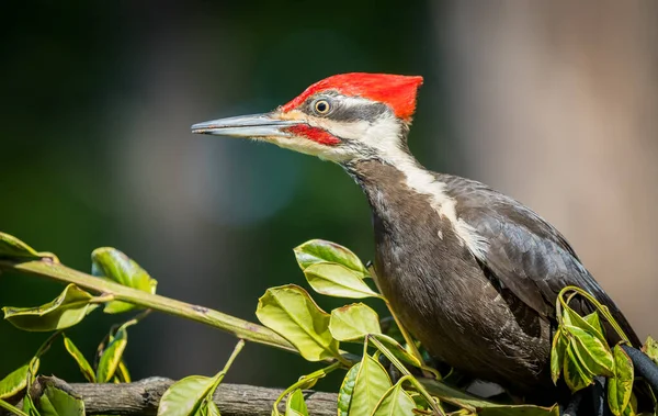 Vancouver Adası, Kanada 'da yiyecek arayan dağılmış ağaçkakan (Hylatomus pileatus).