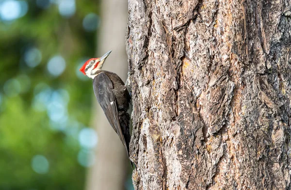 Pileated Woodpecker Hylatomus Pileatus Táplálékot Keres Kanadai Vancouver Szigeten — Stock Fotó