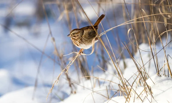 Bir şarkı serçesi 