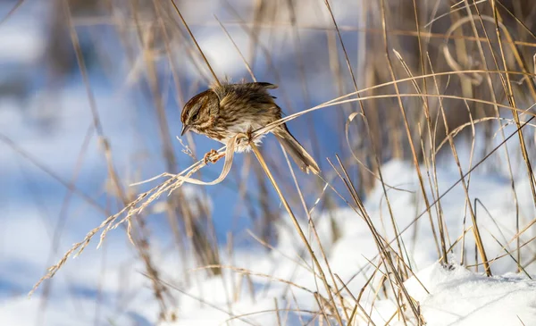 Moineau Chanteur Melospiza Melodia Mangeant Des Graines Herbe Entourées Neige — Photo