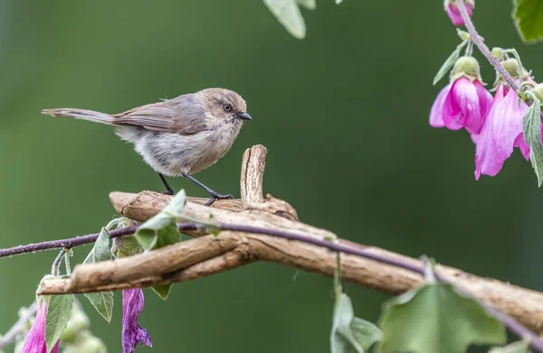 Американский Кустик Psaltriparus Minimus Ищет Еду Некоторых Ветвях — стоковое фото