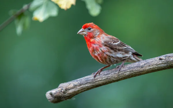 Pinzón Macho Haemorhous Mexicanus Busca Comida Compañero Entre Las Ramas —  Fotos de Stock