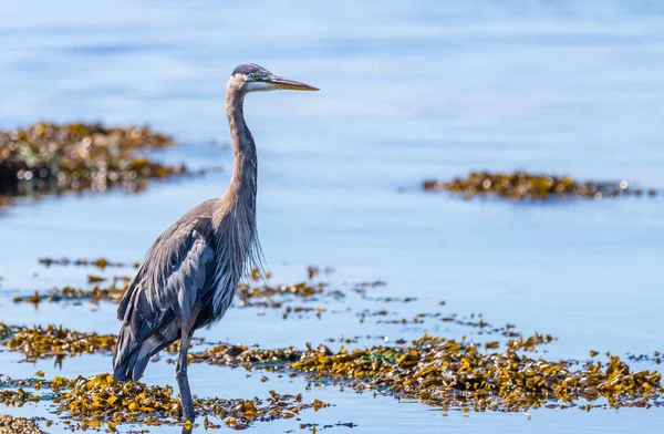 Stor Blå Häger Ardea Herodias Vadar Genom Tidvattenspooler Letar Efter — Stockfoto