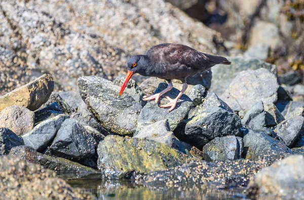 Kara istiridye avcıları 