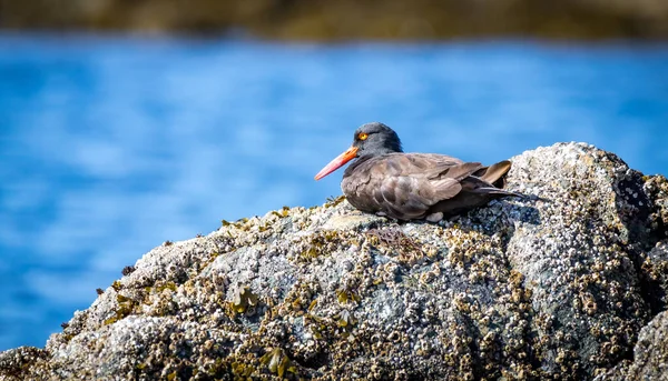 Kara istiridye avcıları 