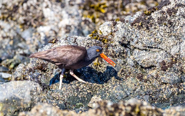 Kara Istiridye Avcıları Haematopus Bachmani Gelgit Kayalarının Etrafında Kabuklu Deniz — Stok fotoğraf