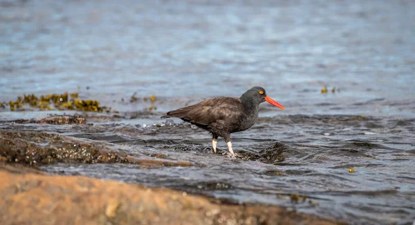 Kara istiridye avcıları 