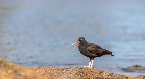 Łapacze Ostryg Czarnych Haematopus Bachmani Szukają Skorupiaków Wokół Skał Pływowych — Zdjęcie stockowe