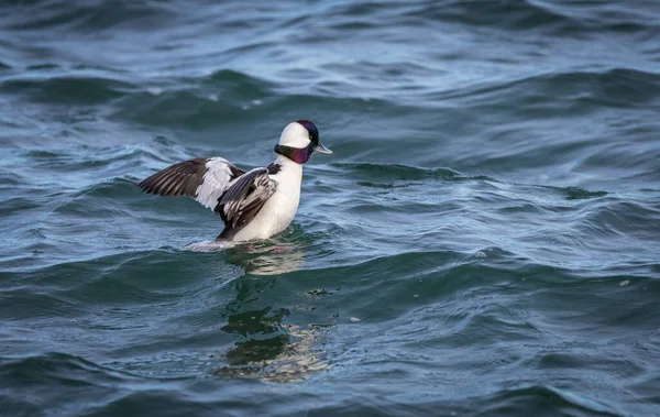 Patos Sexo Masculino Bucephala Albeola Voando Fora Água Com Início — Fotografia de Stock