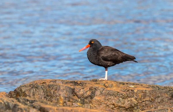 Kara istiridye avcıları 
