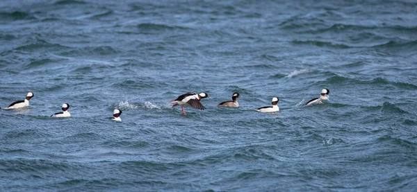 Erkek bufalo kafalı ördekler 