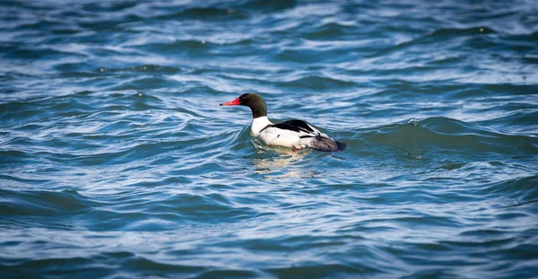 Kanada 'nın Britanya Kolumbiyası kıyılarında yüzen sıradan bir merganser 