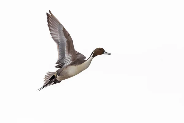 Kuzeyli Bir Erkek Ördek Anas Acuta Uçuyor Beyaz Arka Planda — Stok fotoğraf
