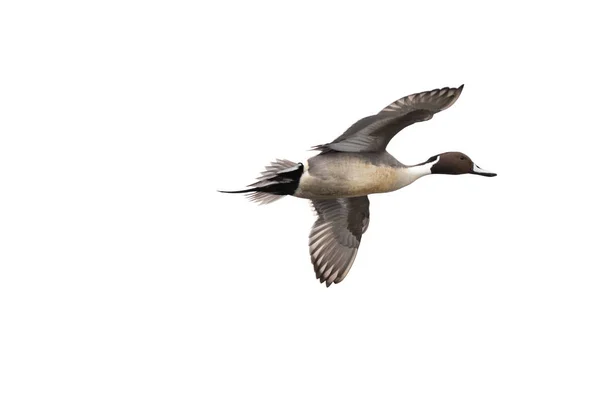 Kuzeyli Bir Erkek Ördek Anas Acuta Uçuyor Beyaz Arka Planda — Stok fotoğraf
