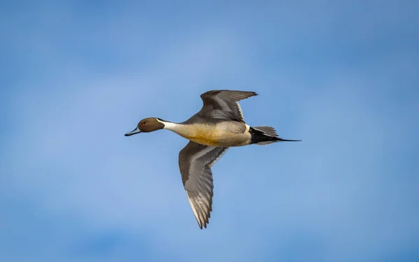 Manlig Anka Anas Acuta Flyger Över Kanadensisk Sjö — Stockfoto