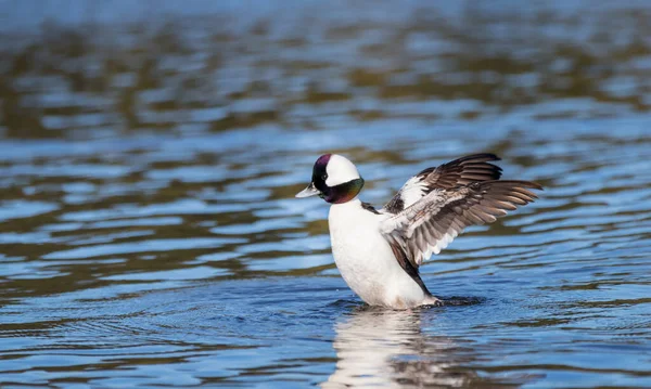 Αρσενικό Bufflehead Πάπιες Bucephala Albeola Που Πετούν Από Νερό Ένα — Φωτογραφία Αρχείου