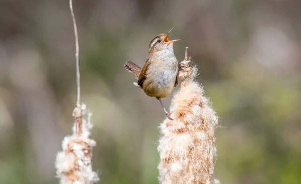 Bataklık çalıkuşu 