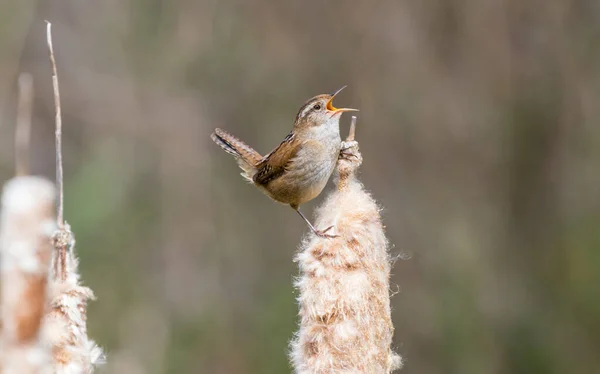 Marsh Wren Cistothorus Palustris Sings Mate Cattail Reeds Marsh — Stock Photo, Image